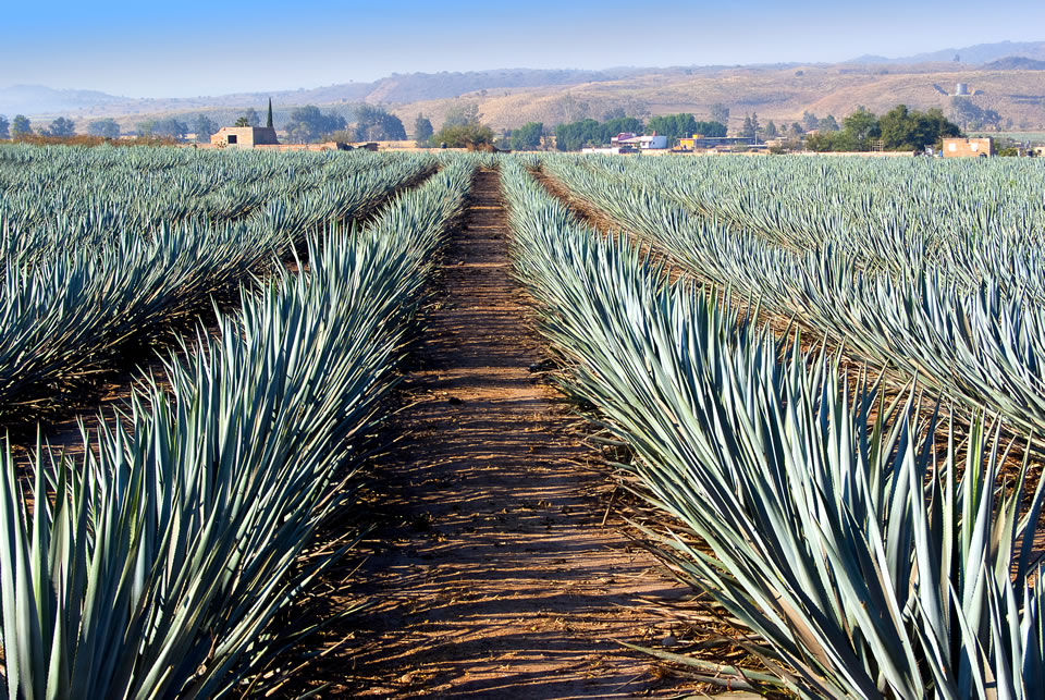 Agave plants are grown for eight to 10 years before being harvested for tequila.